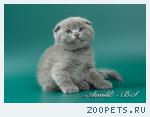 Шотландские вислоухие котята