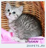 Британские дымные котятаиз питомника VIVIAN