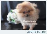 Немецкий Шпиц Миниатюрная девочка (мини)