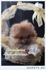 Немецкий шпиц микро девочка