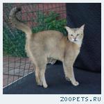 КОШЕЧКА породы Чаузи