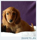Щенок таксы