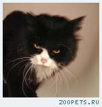 Найден кот черно белый пушистый