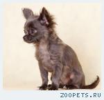 ��������� ����� �������� � �������� �����������