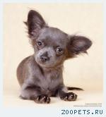 ������� ����� ��������