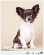 ��������� ����� ��������