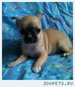 Предлагаю девочку чихуахуа с отличной родословной