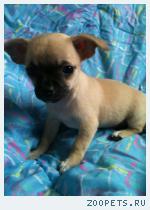 ��������� ������� ��������