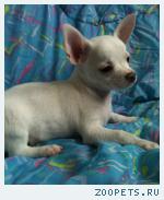 ��������� ����� ������� ��������