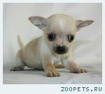 ������� ��������