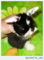  � ��� ������, ���������� ���������� ��������� ��������-��������