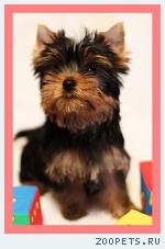 ����������� ������