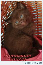 Британские шоколадные котята из питомника VIVIAN