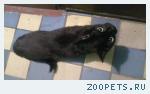 Найден чёрный кастрированный кот