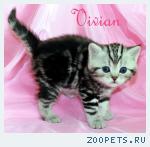 Британские котята мрамор из питомника VIVIAN