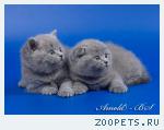 Британские и шотландские короткошерстные котята голубые и лиловы