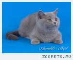 Британские мишутки - голубые британские котята.