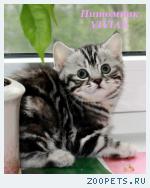 Британские котята мрамор из питомника VIVIAN