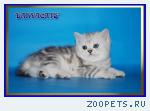 Британские котята из питомника Daryacats