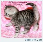 Британские котята вискас из питомника VIVIAN