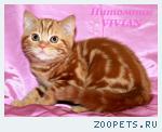 Британские котята мрамор из питомника VIVIAN