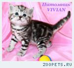 Британские котята вискас из питомника VIVIAN