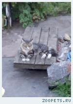пропал кот