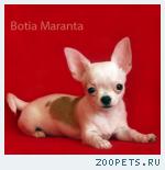 Чихуахуа, щенки, недорого