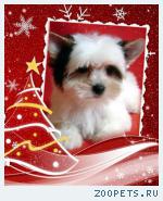 Гламурная девочка Бивера к Новому году!