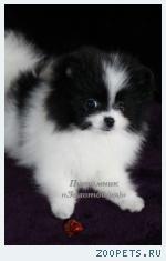 Померанские (немецкие) шпицы, щенки редких окрасов