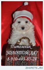 Мальтезе, мальтийская болонка очаровательные щенки
