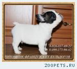 Французского бульдога щенки