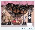 ����������� ������ �������� ����� ���