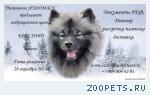 Продается подрощенный щенок Кеесхонда!