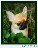 ��������  �������