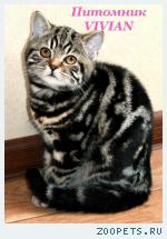 Британские котята вискас из питомника VIVIAN