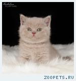 Элитные британские котята