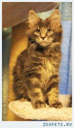 ������� ����� ������ ����-���