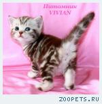 Британские котята шоколадный мрамор из VIVIAN