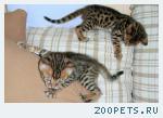 Бенгальские котята розетка на золоте