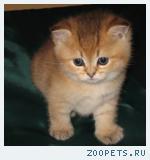 британские котята редкого окраса