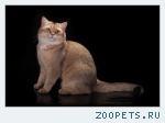 вязка с золотым британским котом