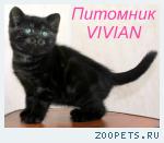 Британские котята черный дым с документами.