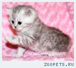 Британские котята вискас из питомника.