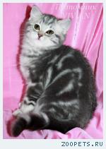 Британские котята голубой мрамор на серебре