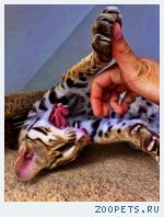 Азиатский Леопардовый Кот / Asian Leopard Cat_т.8_987_956_06_80