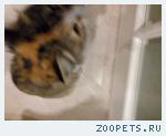 НАЙДЕНА КОШКА