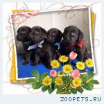 Шоколадные щенки Лабрадора!