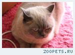 пропал кот