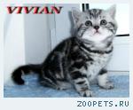 Британские котята вискас из питомника.